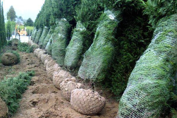 Интернет-магазин